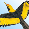 Morcombe's Birds of Australia 1.6.2