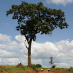동 아프리카의 유용한 나무 1.4