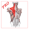 Anatomi Kas Sistemi PRO 9.0-voll