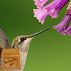 live wallpaper hummingbird 00.01