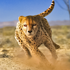 Savanna Simulator: Wild Animal Games 5.1 به بالا