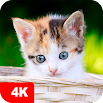 Kitten Wallpapers 4K 5.2.4