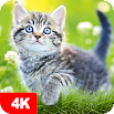 Cat Wallpapers & Cute Kittens 5.2.4