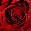 Roses Jigsaw Puzzles 2.10.9
