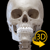 Skeleton | 3D Anatomy 3.0.40