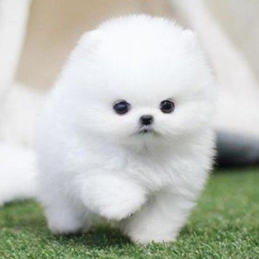 Pomeranian Cute Dog Wallpaper 1.0